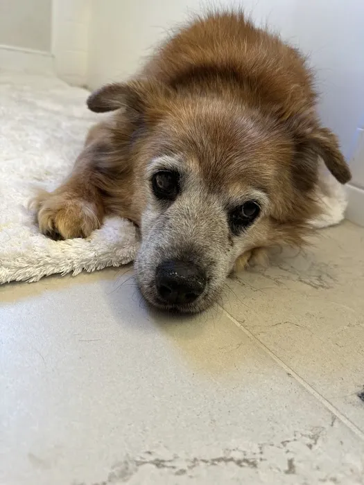 Tuckahoe Veterinary Hospital Picture 8