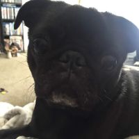 Tuckahoe Veterinary Hospital ico