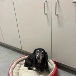 Farmers Veterinary Hospital