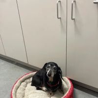 Farmers Veterinary Hospital ico
