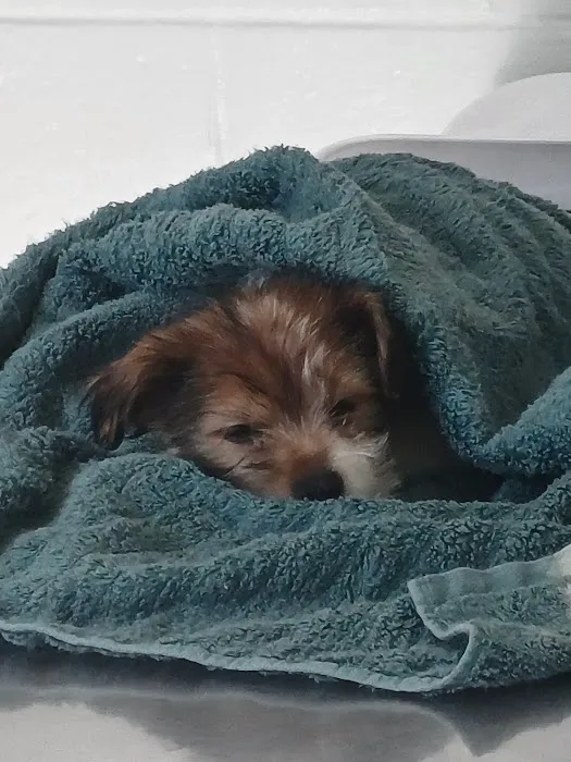 Fairfield Veterinary Hospital Picture 9
