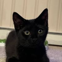 West Creek Animal Clinic ico