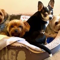 Dr Kathys Mobile Pet Care ico