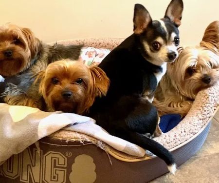 Dr Kathys Mobile Pet Care