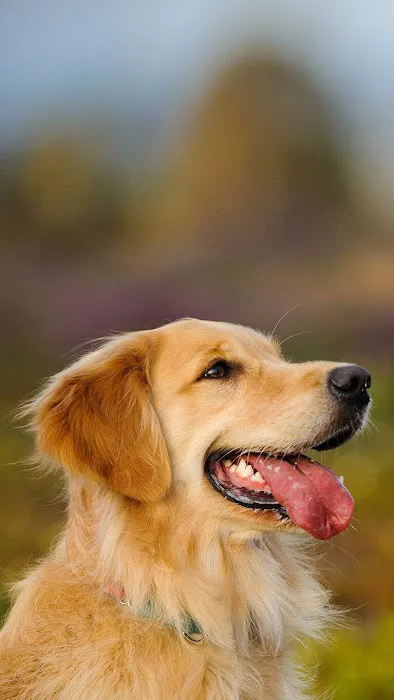 Dr Kathys Mobile Pet Care Picture 7