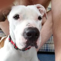 Animal Health Center of North Olmsted ico