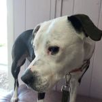 Bretton Ridge Animal Clinic
