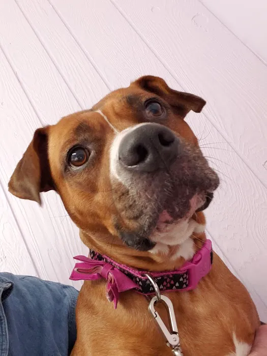 Bretton Ridge Animal Clinic Picture 2