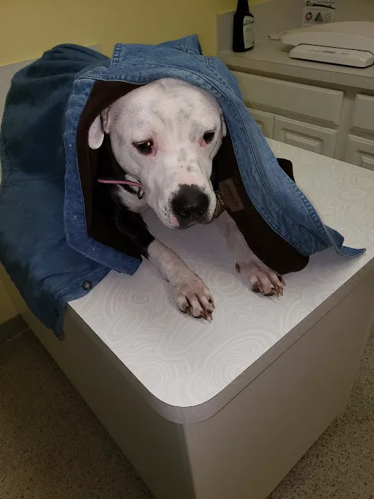 Bretton Ridge Animal Clinic Picture 4