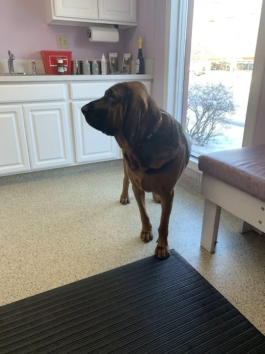 Bretton Ridge Animal Clinic Picture 7