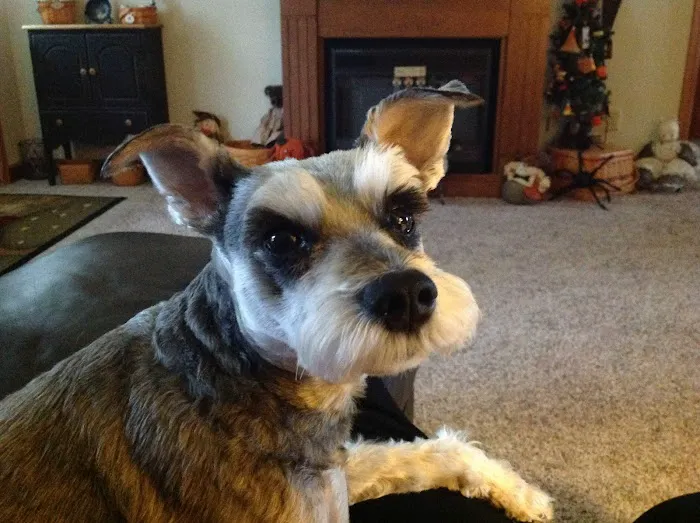 Uhrig Veterinary Services Picture 2