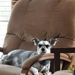 Uhrig Veterinary Services