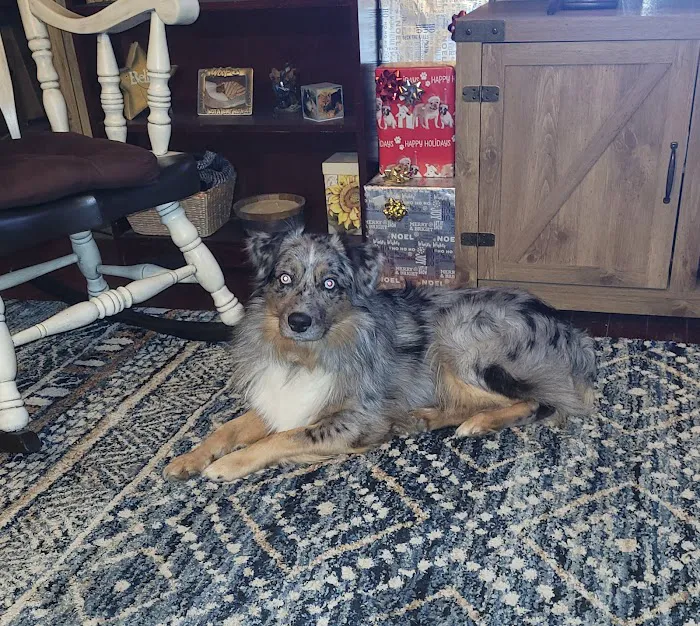 Companion Animal Hospital Inc. Picture 7