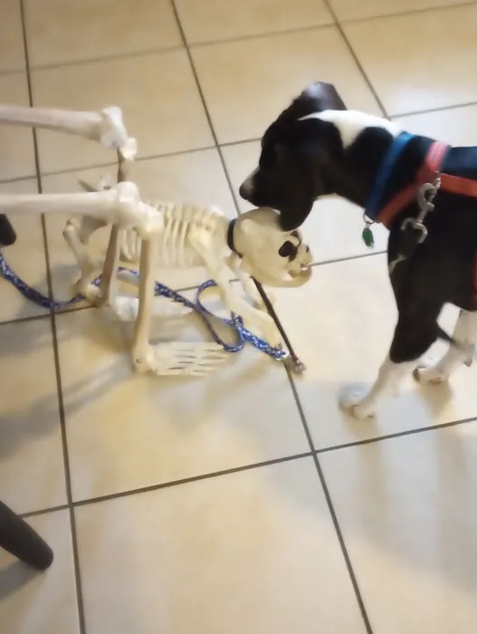 Companion Animal Hospital Inc. Picture 2