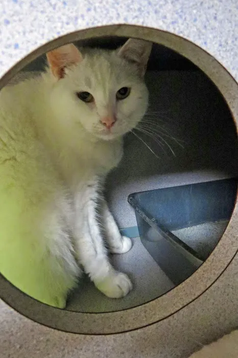 Companion Animal Hospital Inc. Picture 8