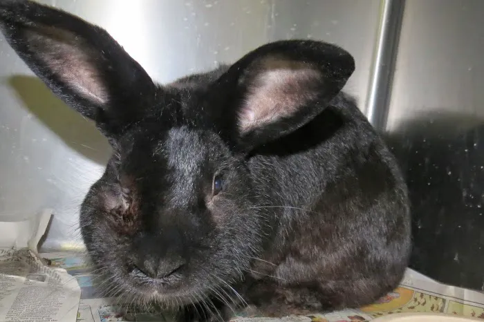 Companion Animal Hospital Inc. Picture 4