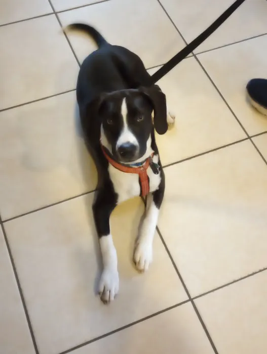 Companion Animal Hospital Inc. Picture 1