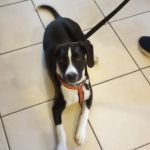 Companion Animal Hospital Inc.
