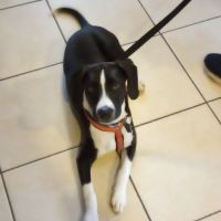 Companion Animal Hospital Inc. ico