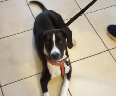 Companion Animal Hospital Inc.