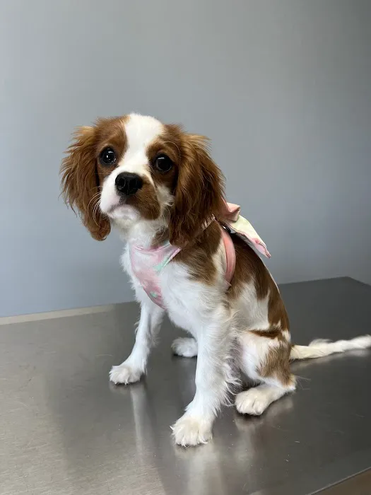North Fork Animal Clinic Picture 1