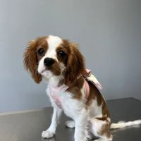 North Fork Animal Clinic ico