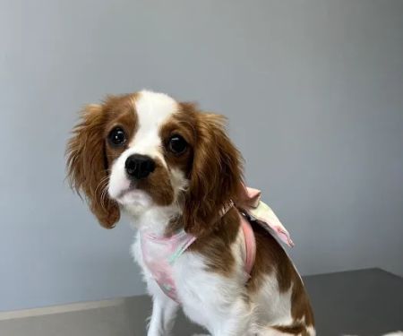 North Fork Animal Clinic