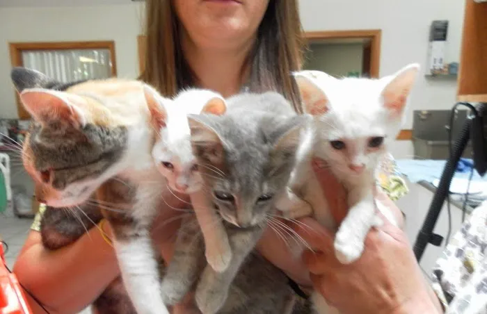 North Fork Animal Clinic Picture 5