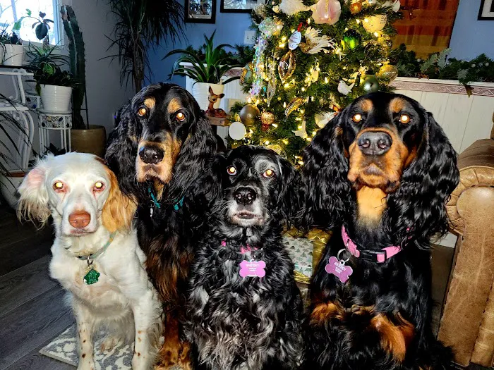 Happy Pet Veterinary Hospital Picture 1
