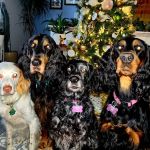 Happy Pet Veterinary Hospital