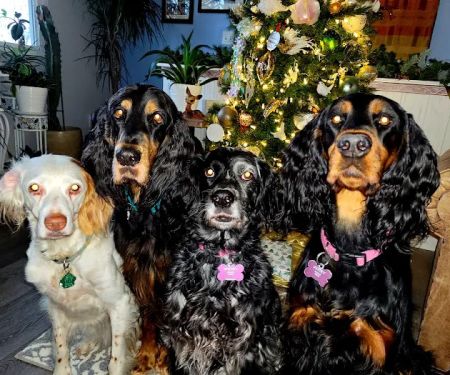 Happy Pet Veterinary Hospital