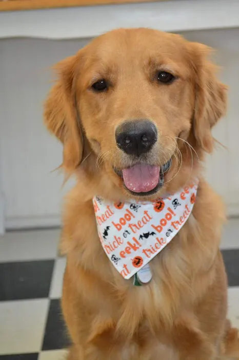 Happy Pet Veterinary Hospital Picture 5