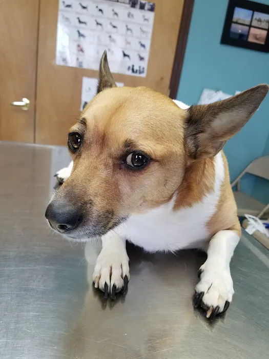 Johnstown Animal Hospital Picture 3