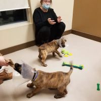 Animal Medical Center of Gahanna ico