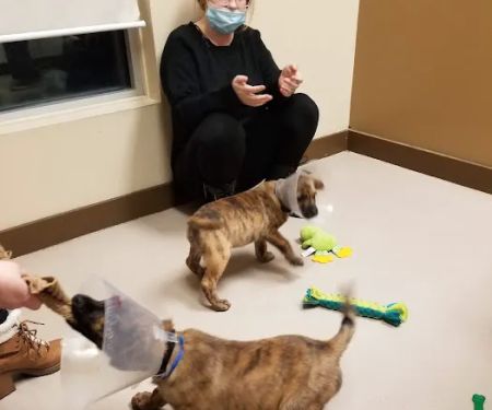 Animal Medical Center of Gahanna