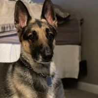 Johnstown Veterinary Services ico