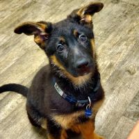 Happy Tails Veterinary Clinic ico