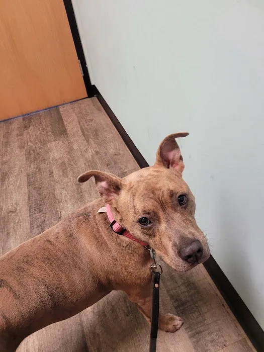 Happy Tails Veterinary Clinic Picture 8