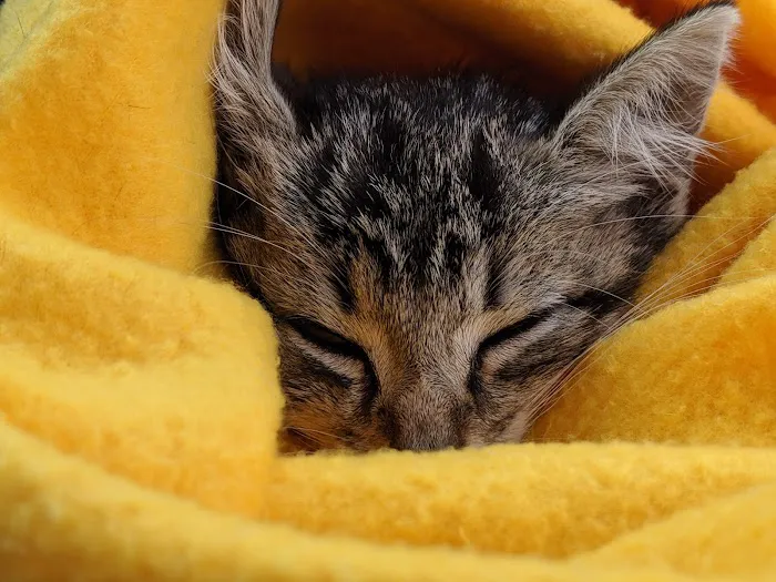 Happy Tails Veterinary Clinic Picture 4