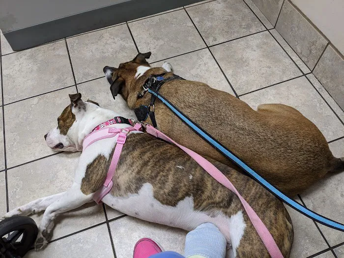 Gahanna Animal Hospital Picture 4
