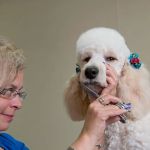 Gahanna Animal Hospital