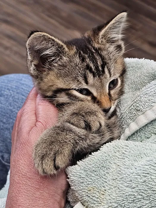 Complete Care Animal Hospital Picture 10