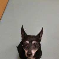 Hillside Veterinary Clinic ico