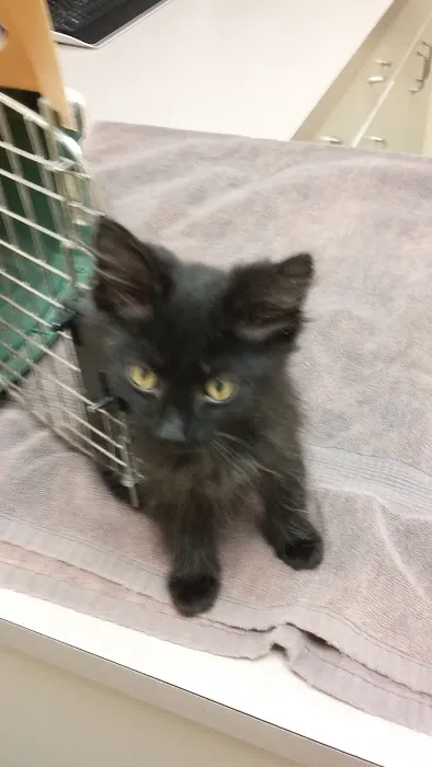 Hillside Veterinary Clinic Picture 6