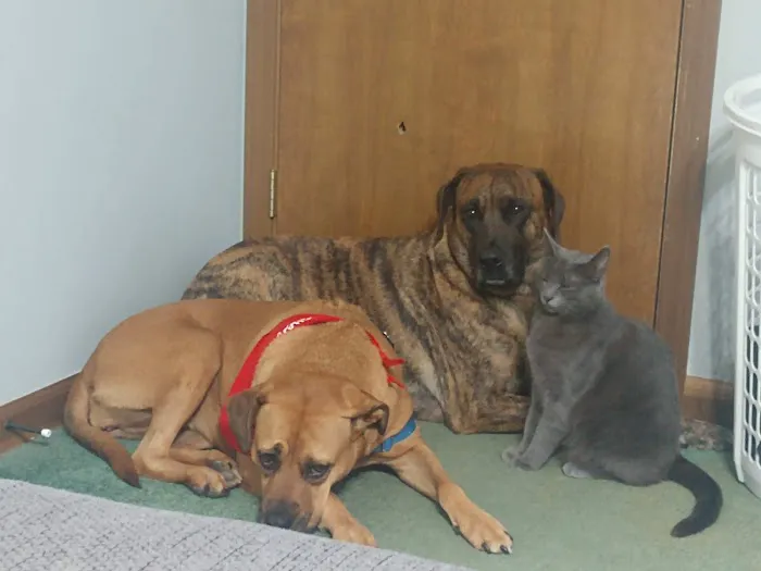 Mount Vernon Animal Hospital Picture 5