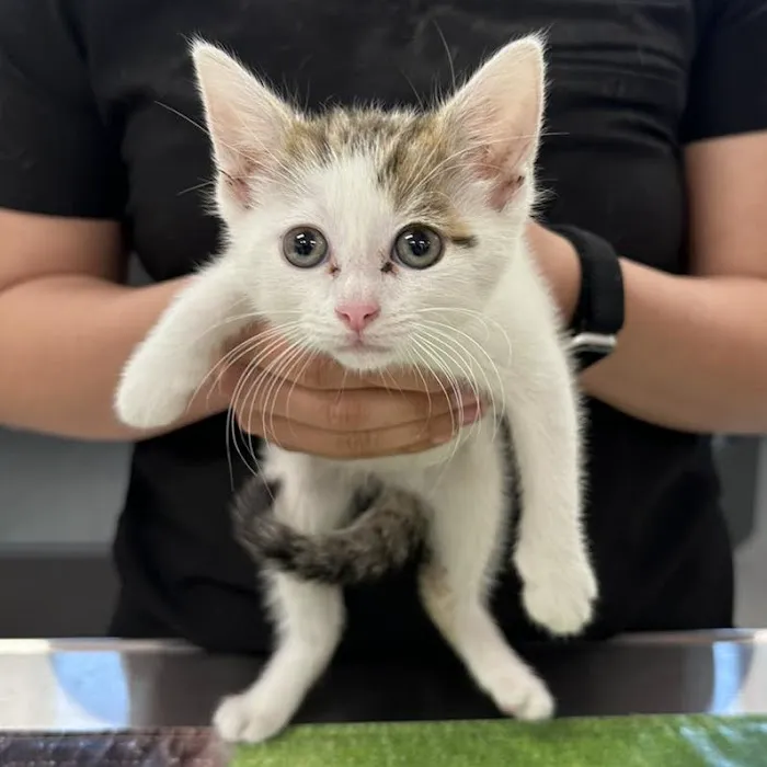Groveport Animal Clinic Picture 4