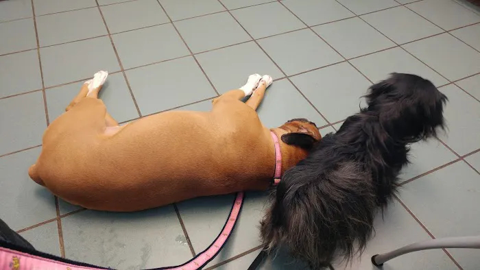 Obetz Animal Hospital Picture 10