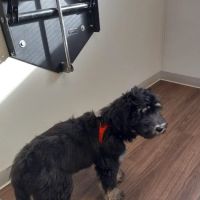 Obetz Animal Hospital ico