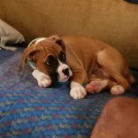 Obetz Animal Hospital: Gatens, John DVM ico