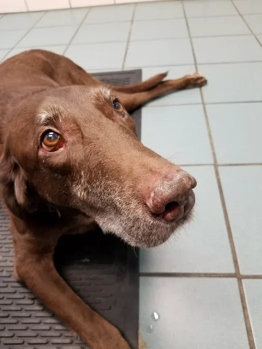 Obetz Animal Hospital: Gatens, John DVM Picture 2